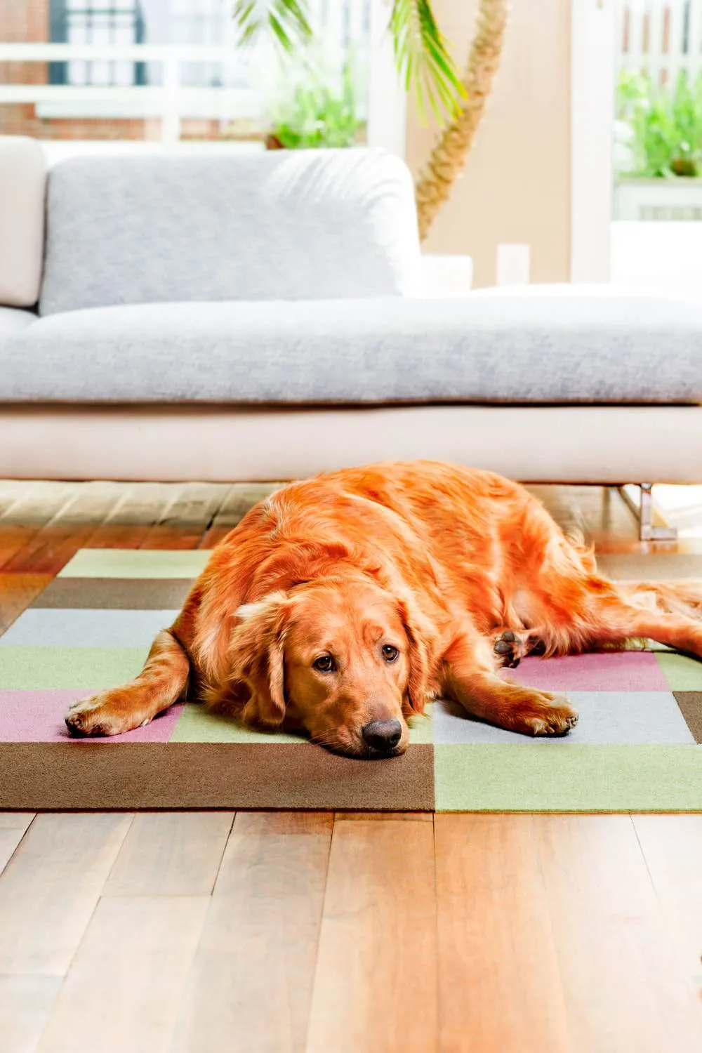 25% OFF: Triluc Non-Slip Washable & Water-Repellent Pet Mat (Orange 4-Piece)