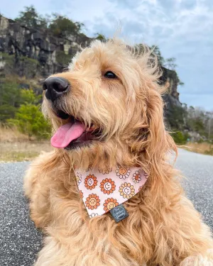 Boho Smiley Daisy Dog Bandana