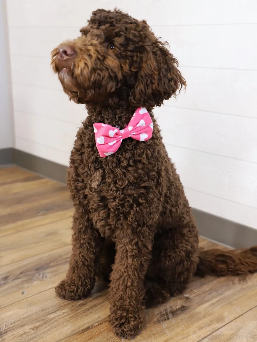 Dog Bow Tie - Whole Lotta Love Hot Pink Heart