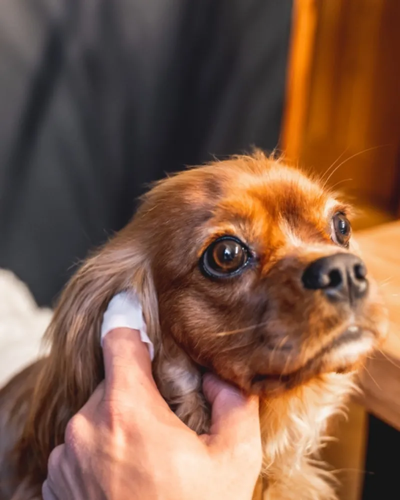 Ear Cleaning Finger Wipes for Dogs