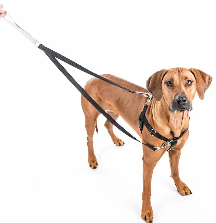 Freedom No-Pull Harness & Leash (Black/Silver) For Dogs