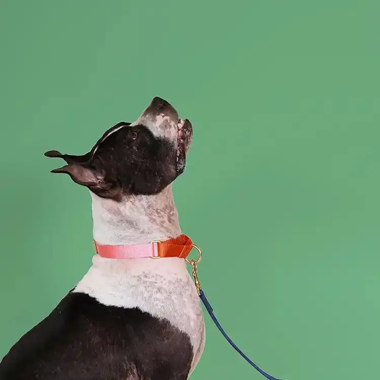 Pink with Orange Martingale Dog Collar