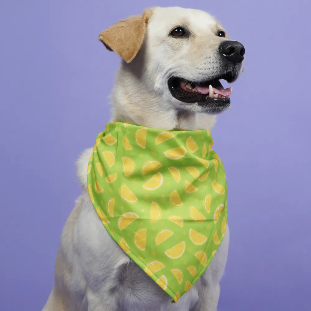 Skatrs Bandana for Dogs Perfect for Trendy Pets (Green )