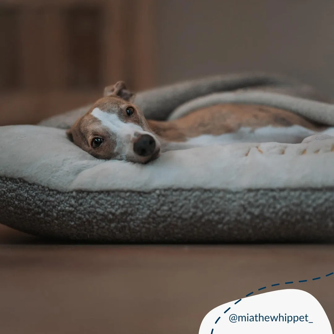 Sleepy Burrows Bed With Removable Cover in Mink Bouclé by Lords & Labradors