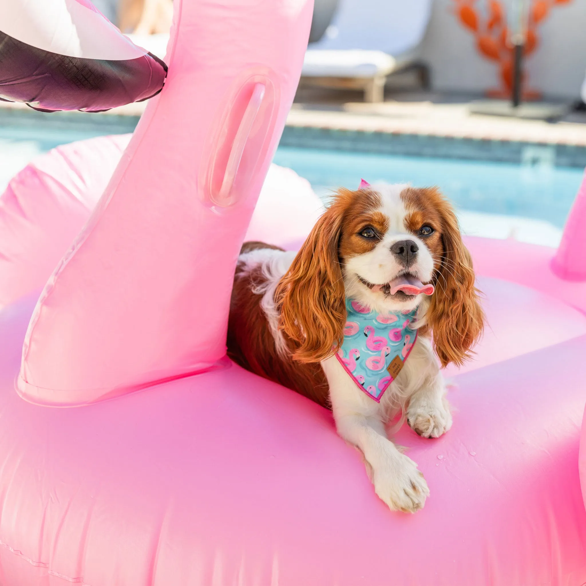 The Foggy Dog Bandana - Flamingo Floaties